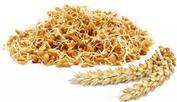 Пророщенная пшеница